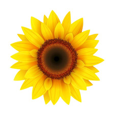 Sunflower Sticker (3 Inch) Vivid Realistic Yellow Bold Pretty Summer Flower picture